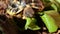 Hungry tortoise feeding lettuce leafs