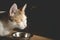 Hungry tricolor cat eat dry food. Healthy. Holistic.