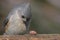 Hungry Tufted Titmouse