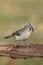 Hungry Tufted Titmouse (baeolophus bicolor)