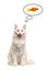 Hungry turkish angora cat sitting licking its lips thinking about fish on a white background