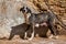 Hungry, unhappy, newly born dog stands near a stone wall