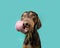 Hungry vizsla puppy dog licking its lips with tongue on summer or spring season. Isolated on blue background