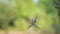 Hungry Wasp Spider Eats in a Web a Caught Dragonfly. Close up. Slow motion