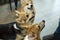 hungry Welsh corgi dogs waiting for food from dog sitter in cafe indoors