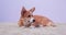Hungry Welsh corgi Pembroke or cardigan dog licks its lips in anticipation of feeding and stares at owner with food, but