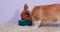 Hungry Welsh corgi Pembroke or cardigan puppy eats from ceramic bowl standing on fleecy carpet, close up, side view. Pet