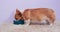 Hungry Welsh corgi Pembroke puppy greedily eats special food from a ceramic bowl on carpet at home, side view