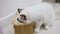 Hungry white color ragdoll cat enjoy eating food