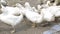 Hungry White Ducks on village farm