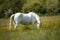 Hungry white horse eating in a field full of yellow flowers