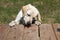 hungry white labrador dog sniffing berry standing with paws on table on blurred green background. Feeding pet or dog outside