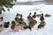 Hungry wild ducks eat food in the winter on the snow.