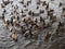 Hungry wild ducks fight for food in crowd at lake