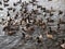 Hungry wild ducks fight for food in crowd at lake