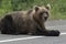 Hungry wild Kamchatka brown bear lies on asphalt road