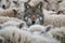 A hungry wolf hides among a flock of sheep. Generative AI