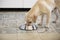 Hungry yellow labrador retriever eating dog food from metal bowl