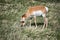 Hungry young Pronghorn Antelope