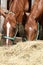 Hungry young saddle horses eating hay on the farm