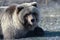 Hungry young wild Kamchatka brown bear lies on stones, breathes heavily and looking around