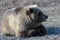 Hungry young wild Kamchatka brown bear lies on stones and looking around