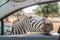 Hungry zebra waiting for food through a car window