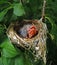 Hungy newborn finch