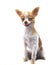 hunry funny face pomeranian puppy dog sitting on white background use for lovely funny pets animals