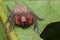 Hunstman Spider on green Leaves