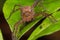 Hunstman Spider on green Leaves