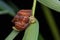 Hunstman Spider on green Leaves