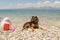 Hunt dog wearing sunglasses resting at a beach.