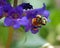 Hunt\'s Bumblebee Pollinating Rocky Mountain Penstemon