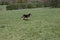 Huntaway dog 2 having a good time in an English meadow