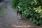 The Huntaway dog is on a walk. Berlin, Germany