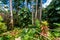 HunteÂ´s Botanical Garden on the Caribbean island of Barbados. It is a paradise destination with a white sand beach and turquoiuse