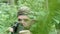 Hunter in camouflage appears from green leaves in the forest and stalks a prey using binoculars. Concentration and