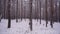 A hunter in camouflage clothing walks through the winter forest with a dog.