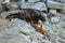 Hunter with caught prey. Golden eagle, Aquila chrysaetos, perched on stones and tears killed red fox.