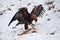 Hunter with caught prey. Golden eagle, Aquila chrysaetos, tears killed hare and shows sharp claws. Eagle in snowy mountains.