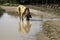 Hunter dog bloodhound