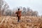 hunter dog leads owner man to the side, directs. in countryside nature, rural place.