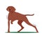 Hunter Dog Stand with Raised Paw Front View, Pointer with Brown Fur Hunting, Point on Prey, Smell Wild Animal in Forest