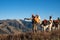 Hunter and his two pack llamas look out on a mountain ridge during a deer hunting trip. Blue sky