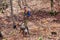 Hunter and hunting dog chasing in the forest