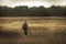 Hunter hunting in rural field nearby woodland at sunset during hunting season