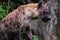 Hunter Hyena Portrait wildlife live in savanna Africa Big dangerous animal Kruger