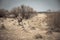 Hunter man in camouflage with gun going through rural area with dry grass and bushes during hunting