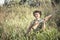 Hunter man in rural field with shotgun break through tall reed grass during hunting season